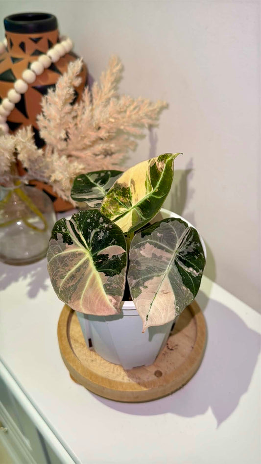 Alocasia Black Velvet Pink Variegated