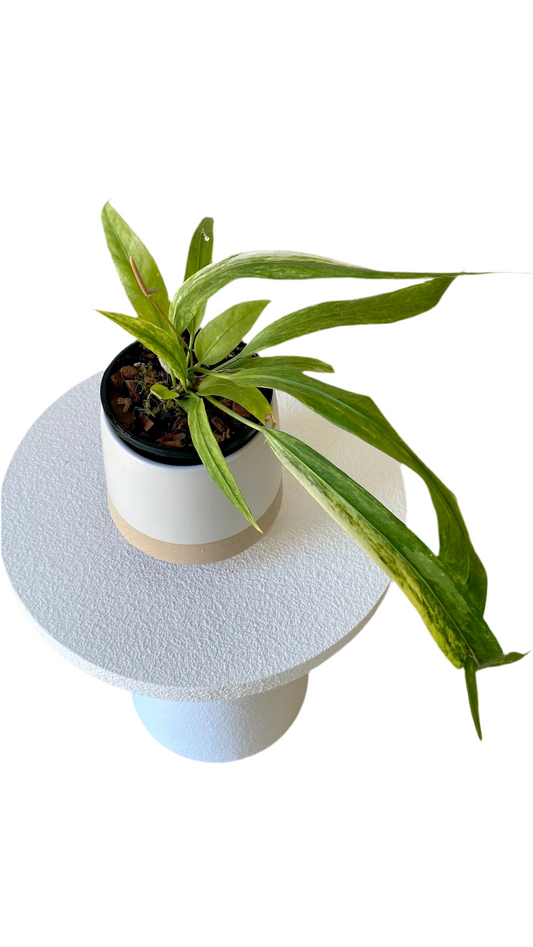 Anthurium Vittarifolium Variegated