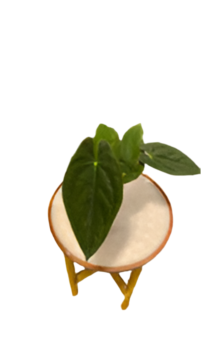 Anthurium Papillilaminum x Dressleri
