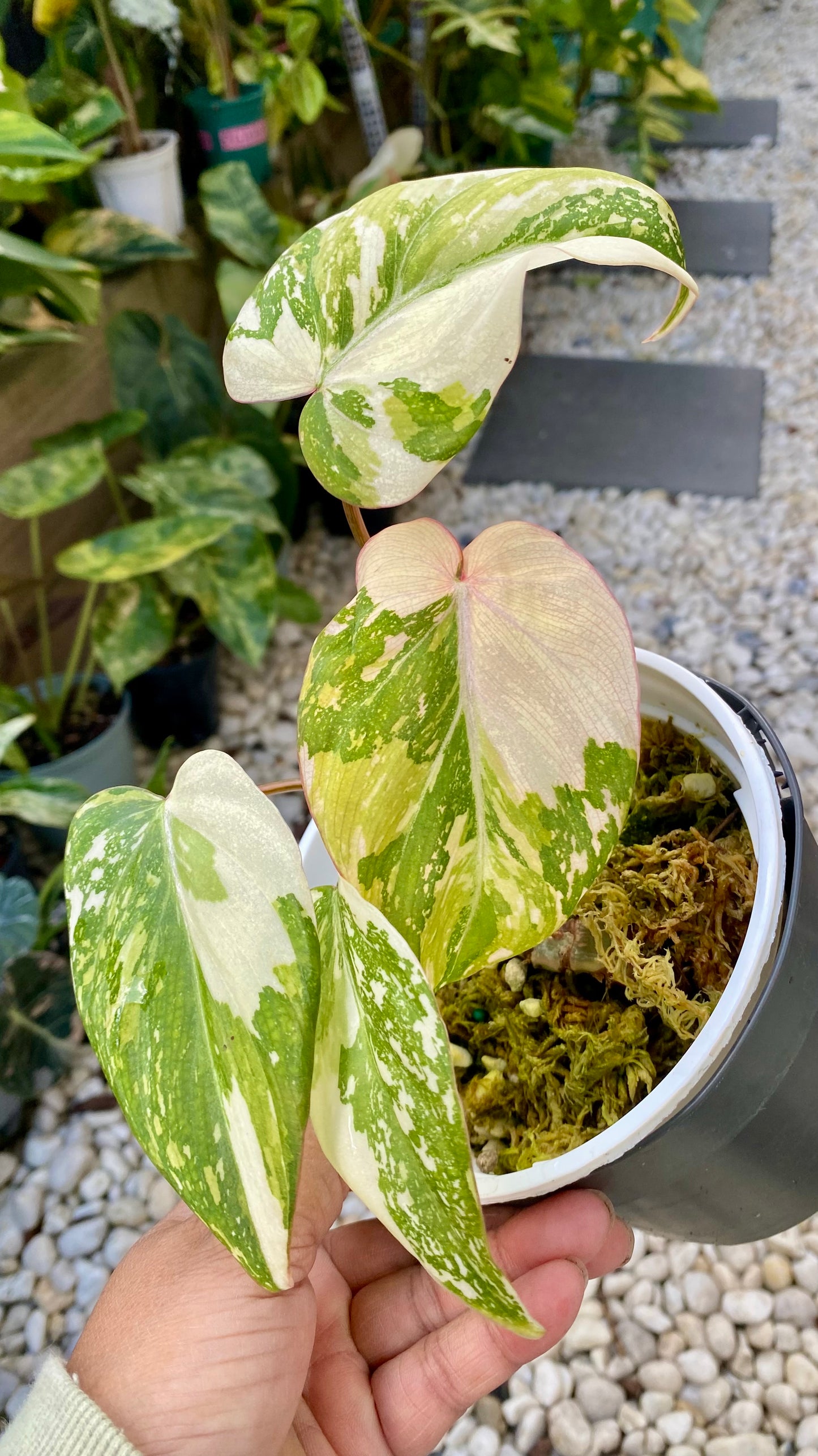 Philodendron Gloriosum Variegated