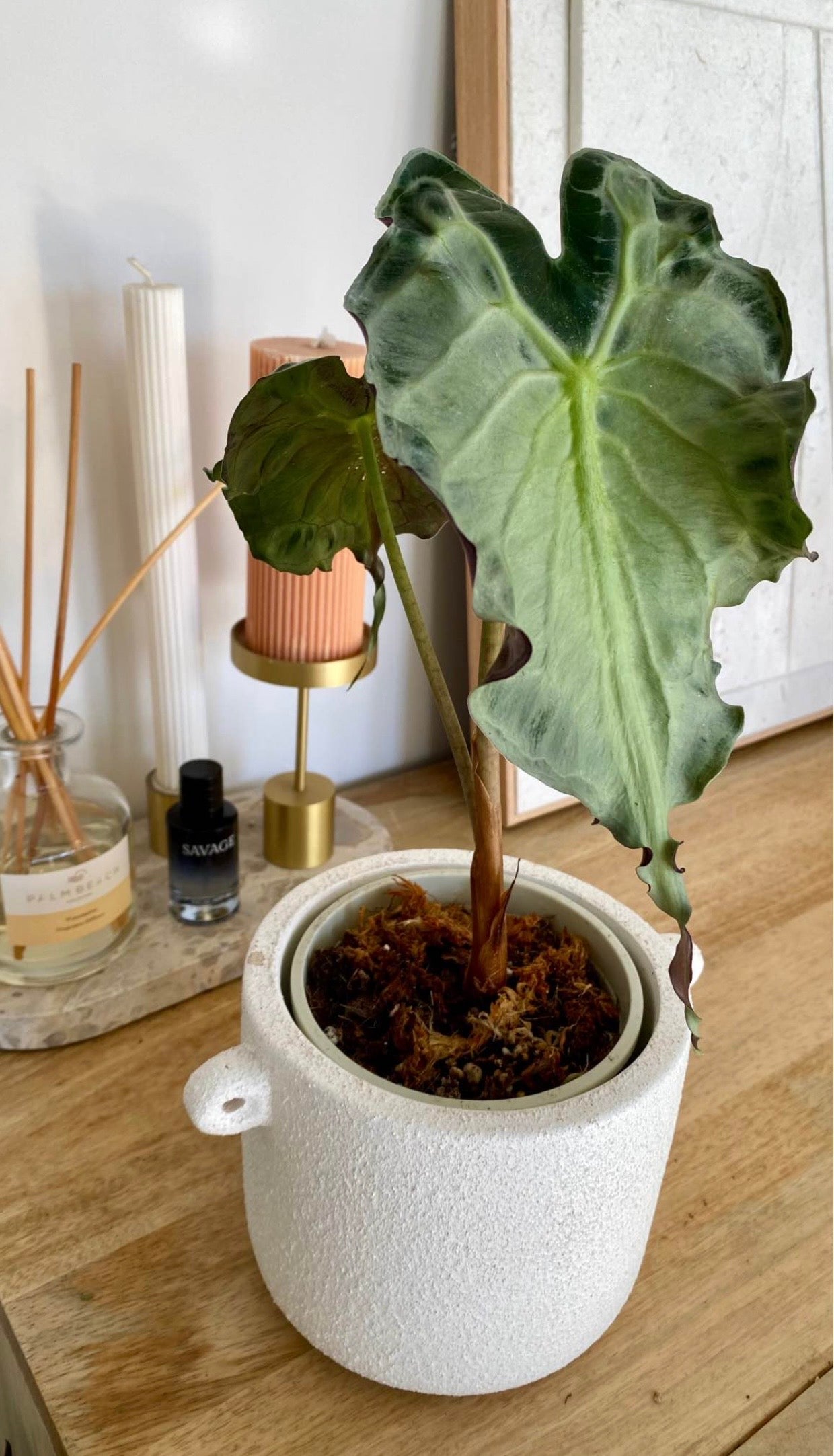 Alocasia Venom