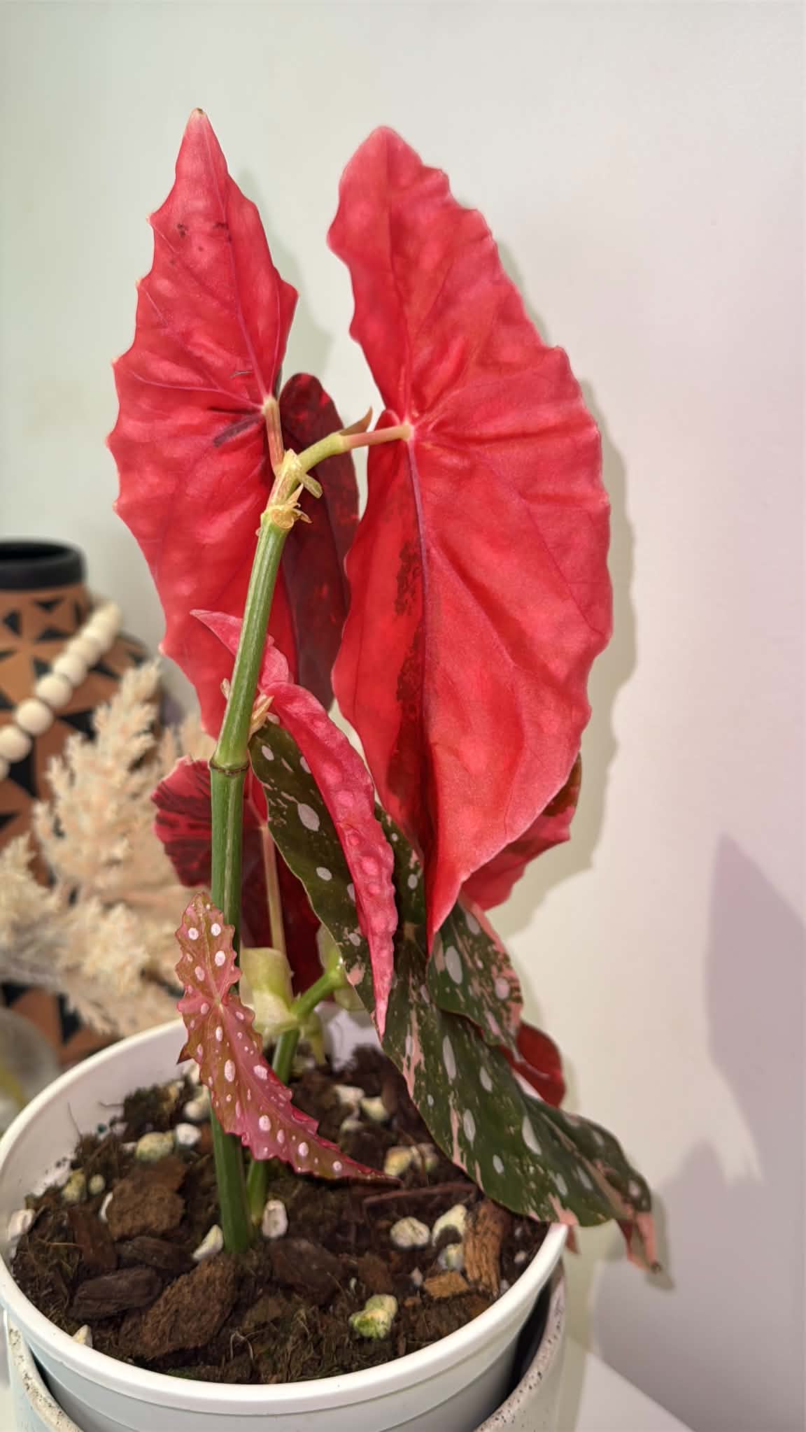 Begonia maculata Pink Variegated