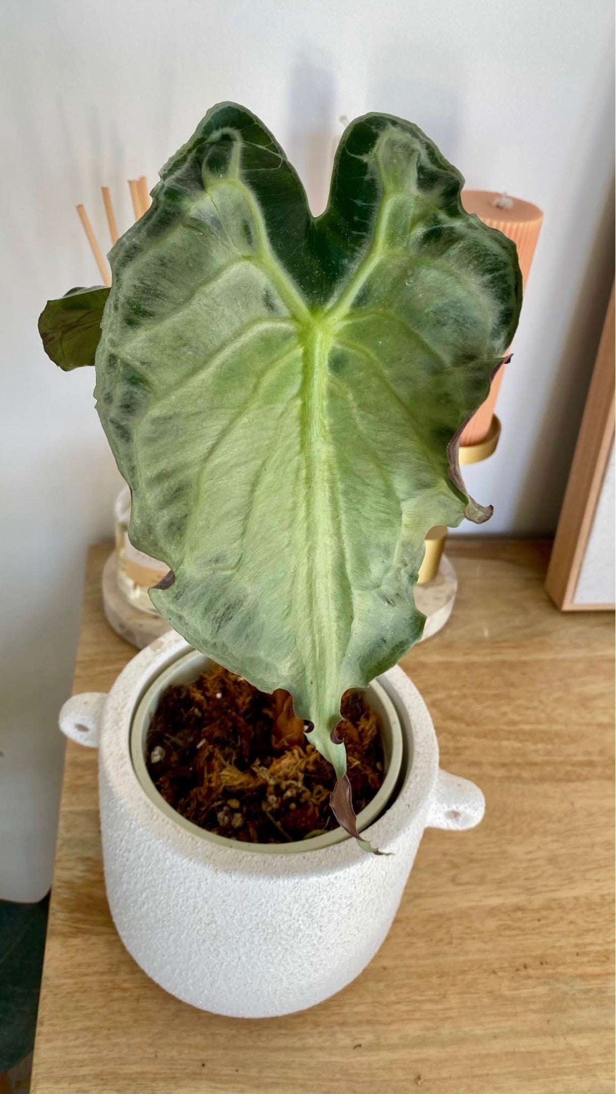 Alocasia Venom