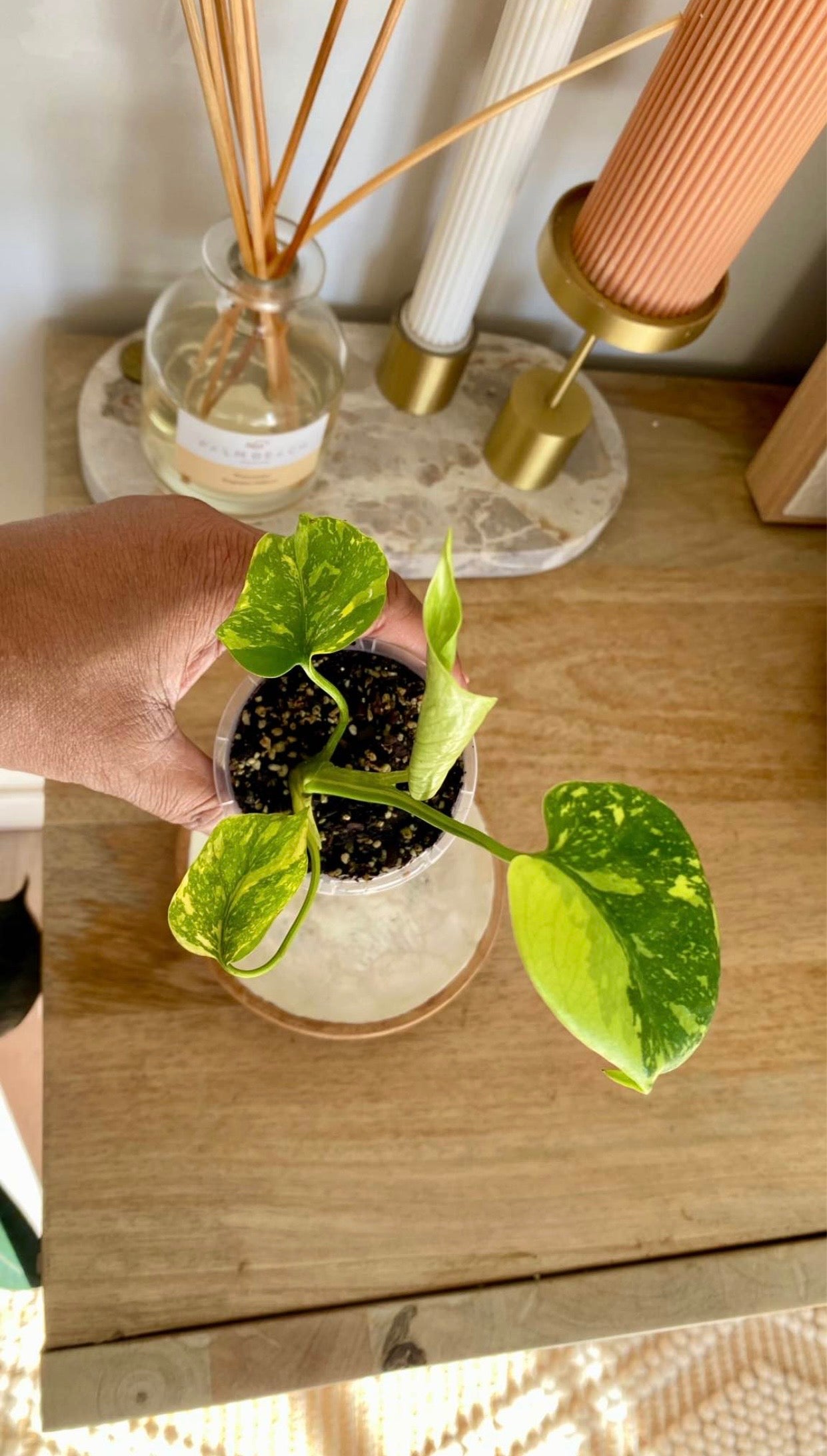 Monstera Electrolytet