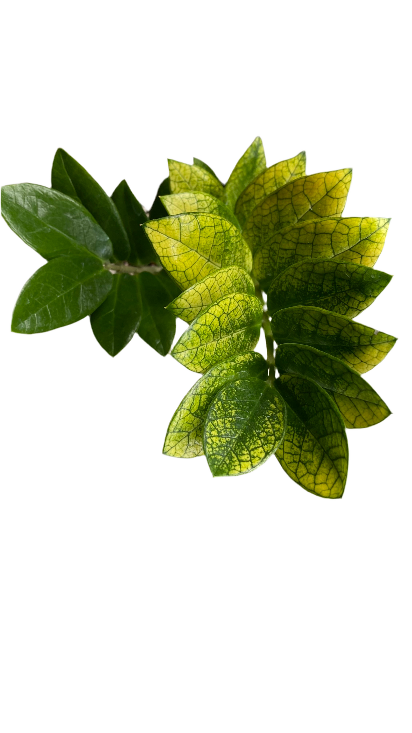 Zamioculcas Zamiifolia - Akebono