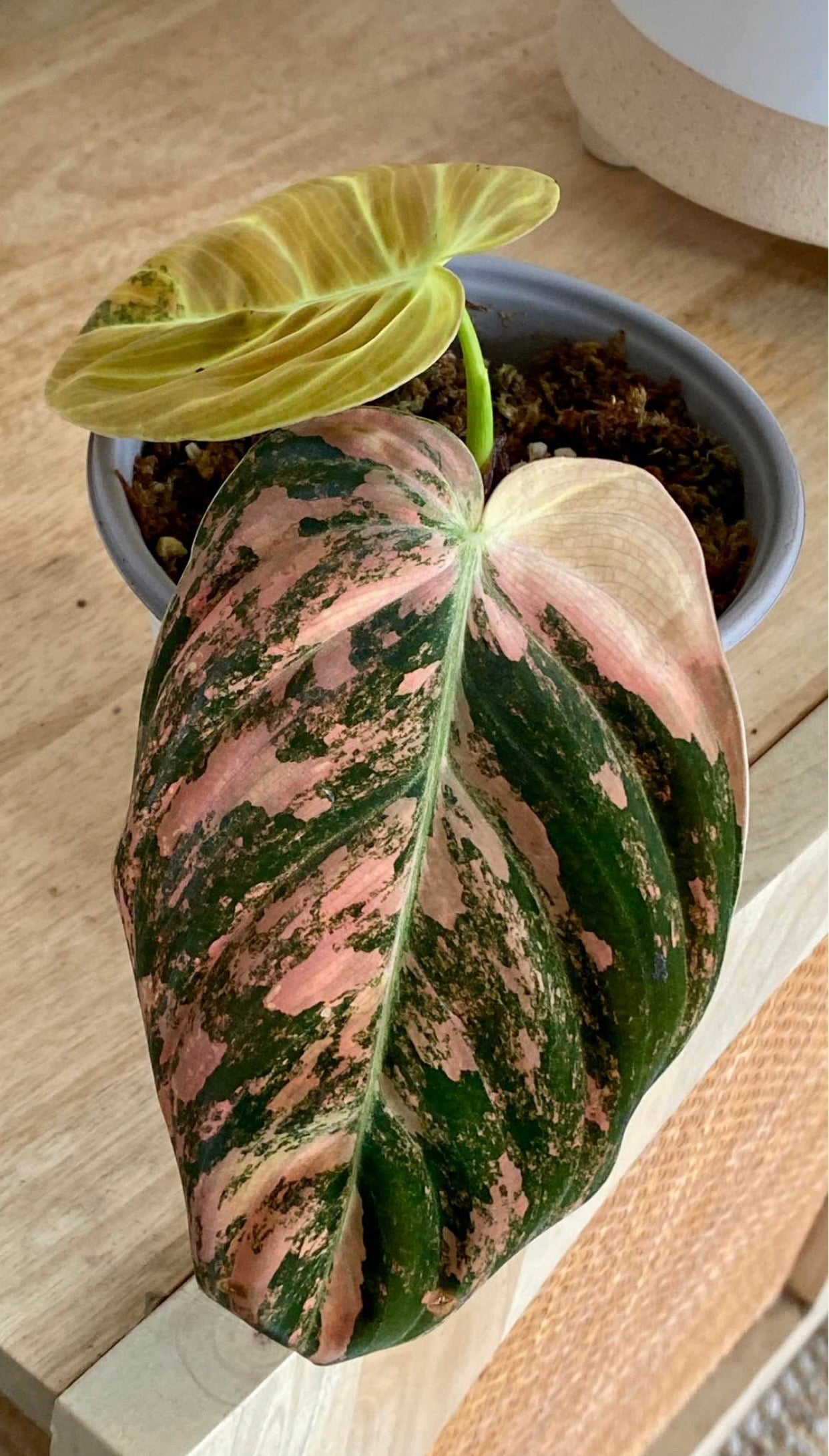 Philodendron Melanochrysum Orange/ Pink