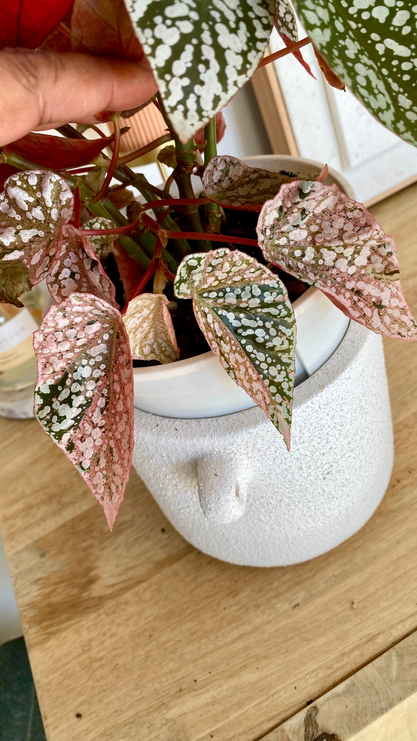 Begonia Snow Capped Variegated