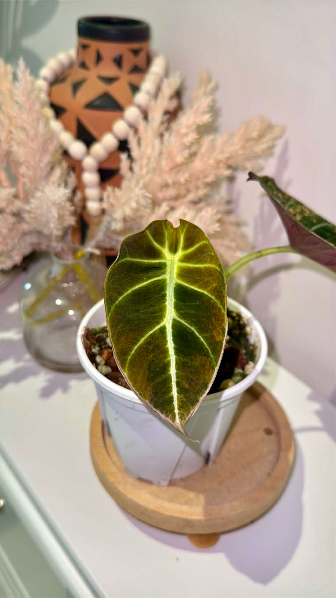 Alocasia Black Velvet Gold Variegated