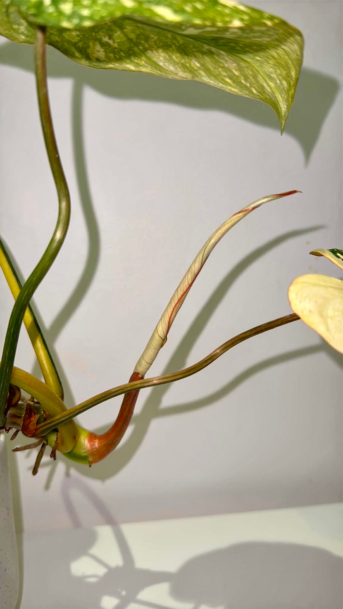 Philodendron gloriosum Variegated