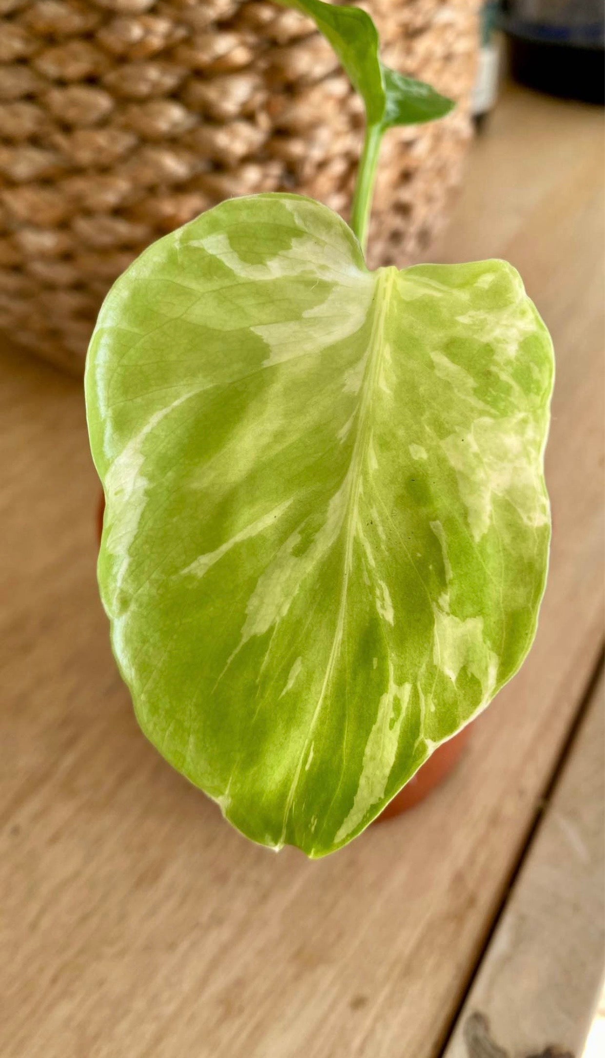 Monstera Bulbarsaur