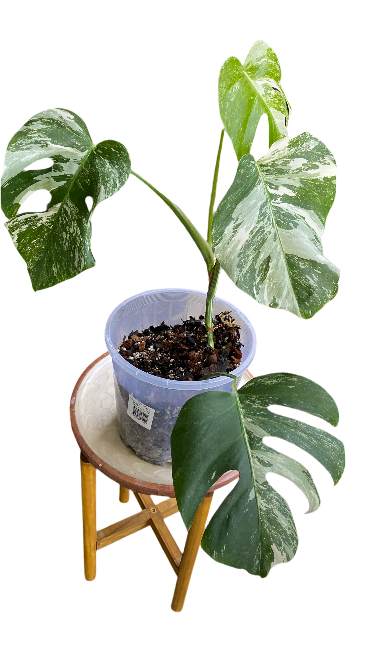 Monstera borsigiana Albo