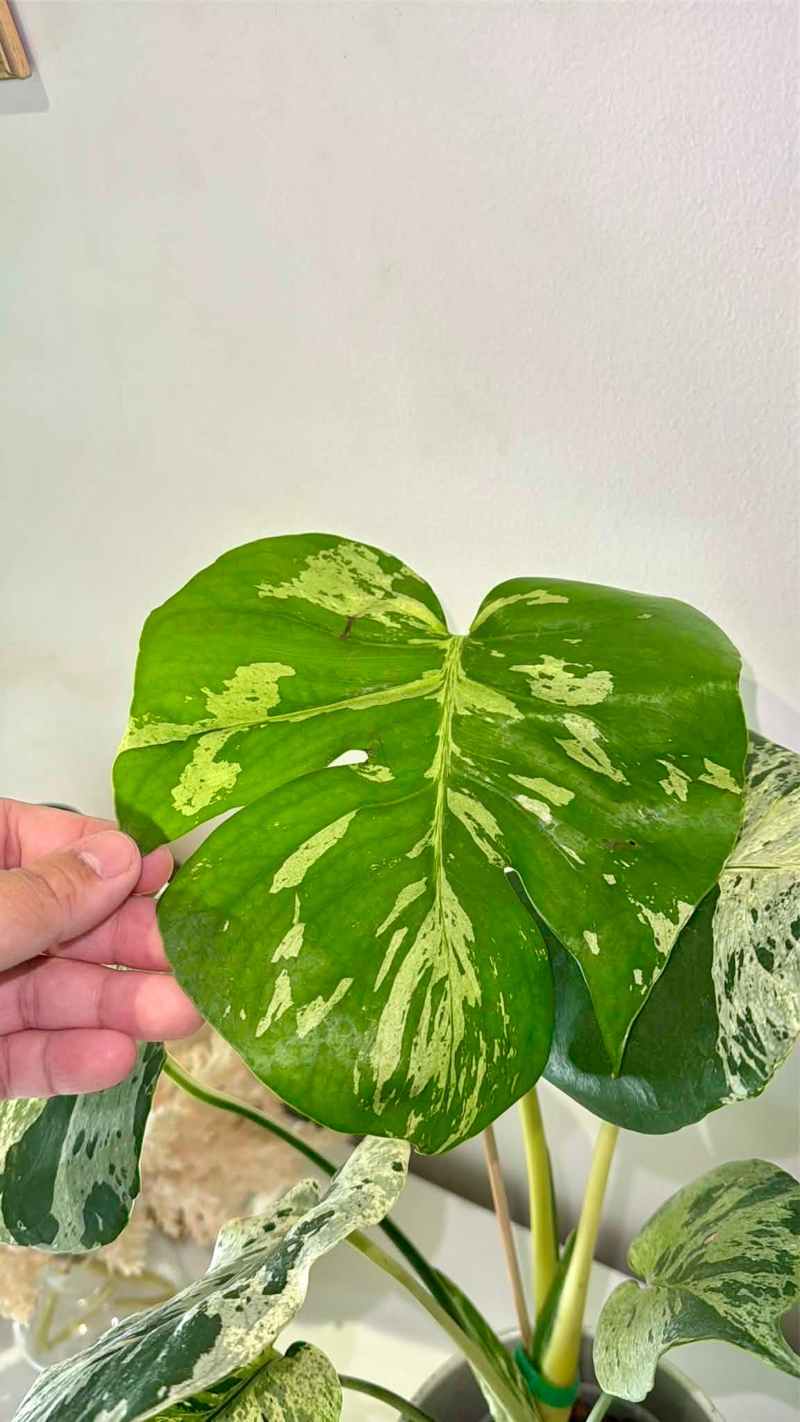 Monstera Bulbasaur