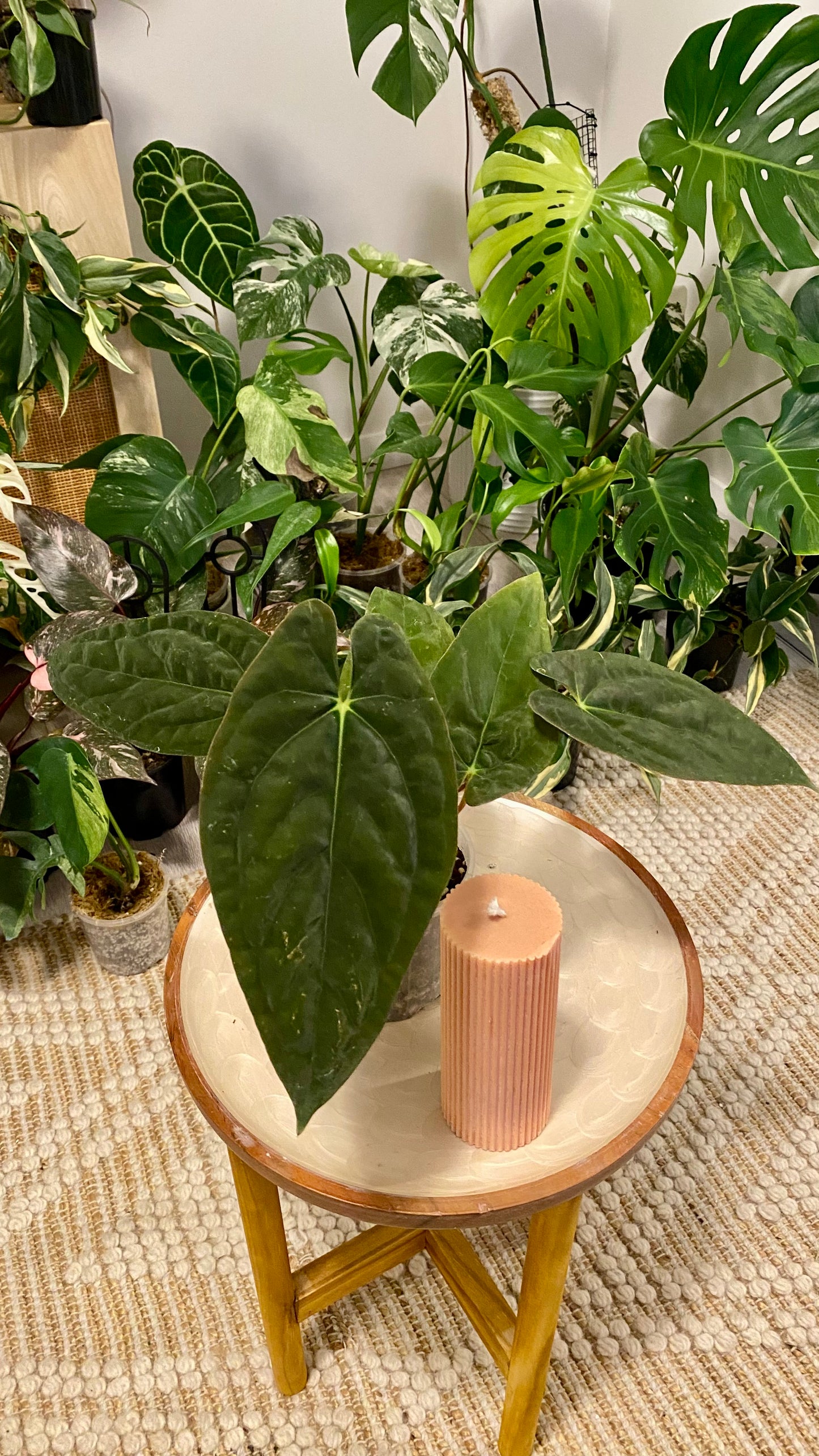 Anthurium Papillilaminum x Dressleri