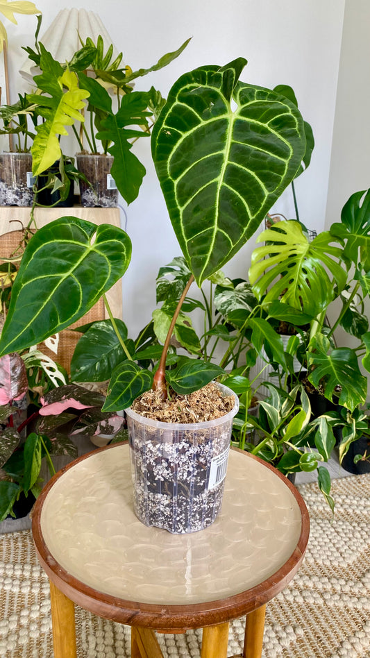 Anthurium Regale