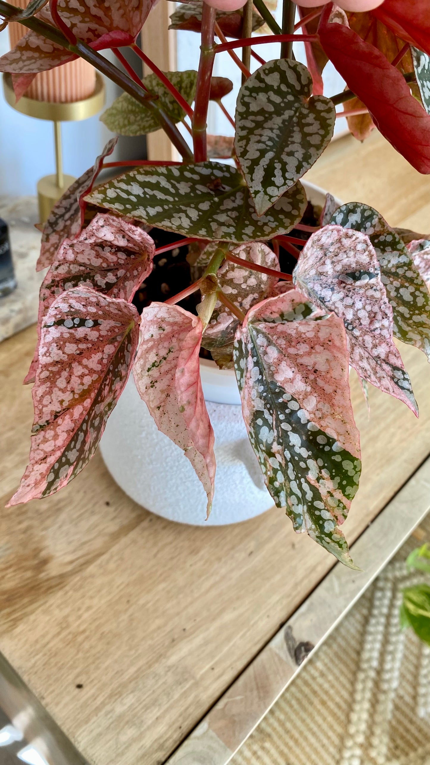 Begonia Snow Capped Variegated