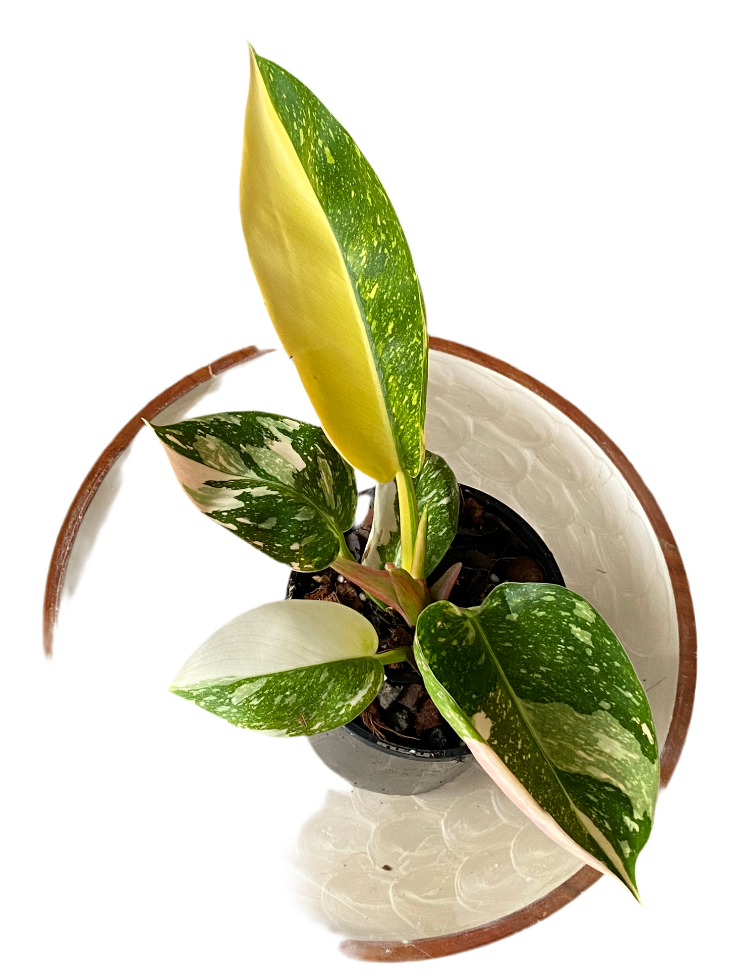 Philodendron Green Congo Nuclear