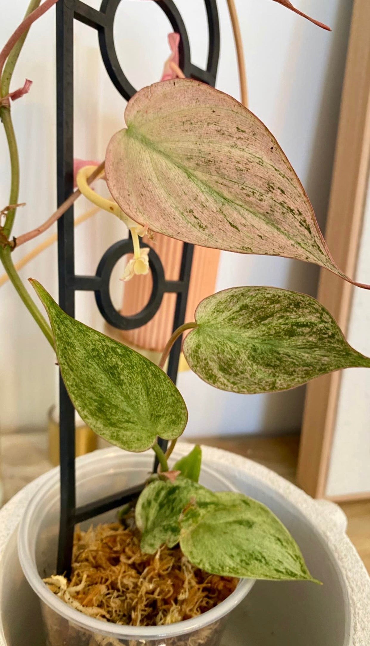 Philodendron Micans Mint Variegated
