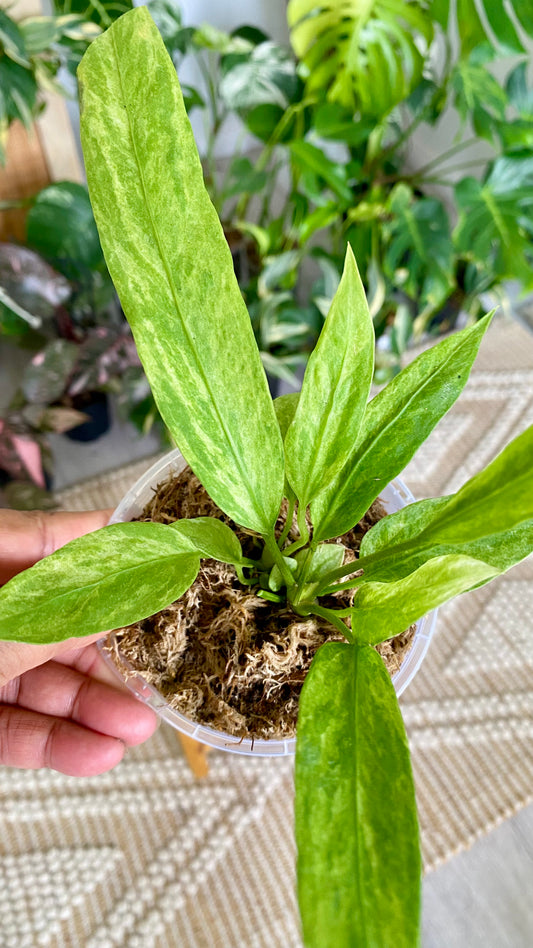 Anthurium Vittarifolium Variegated