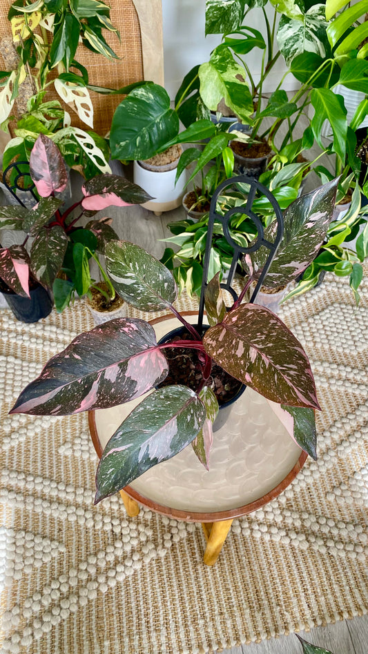 Philodendron Pink Princess Mable Galaxy