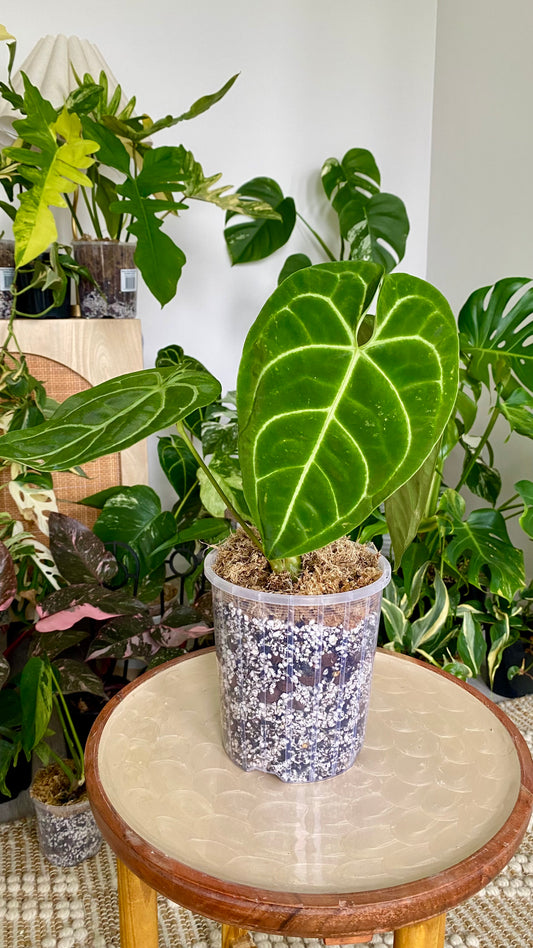 Anthurium Regale
