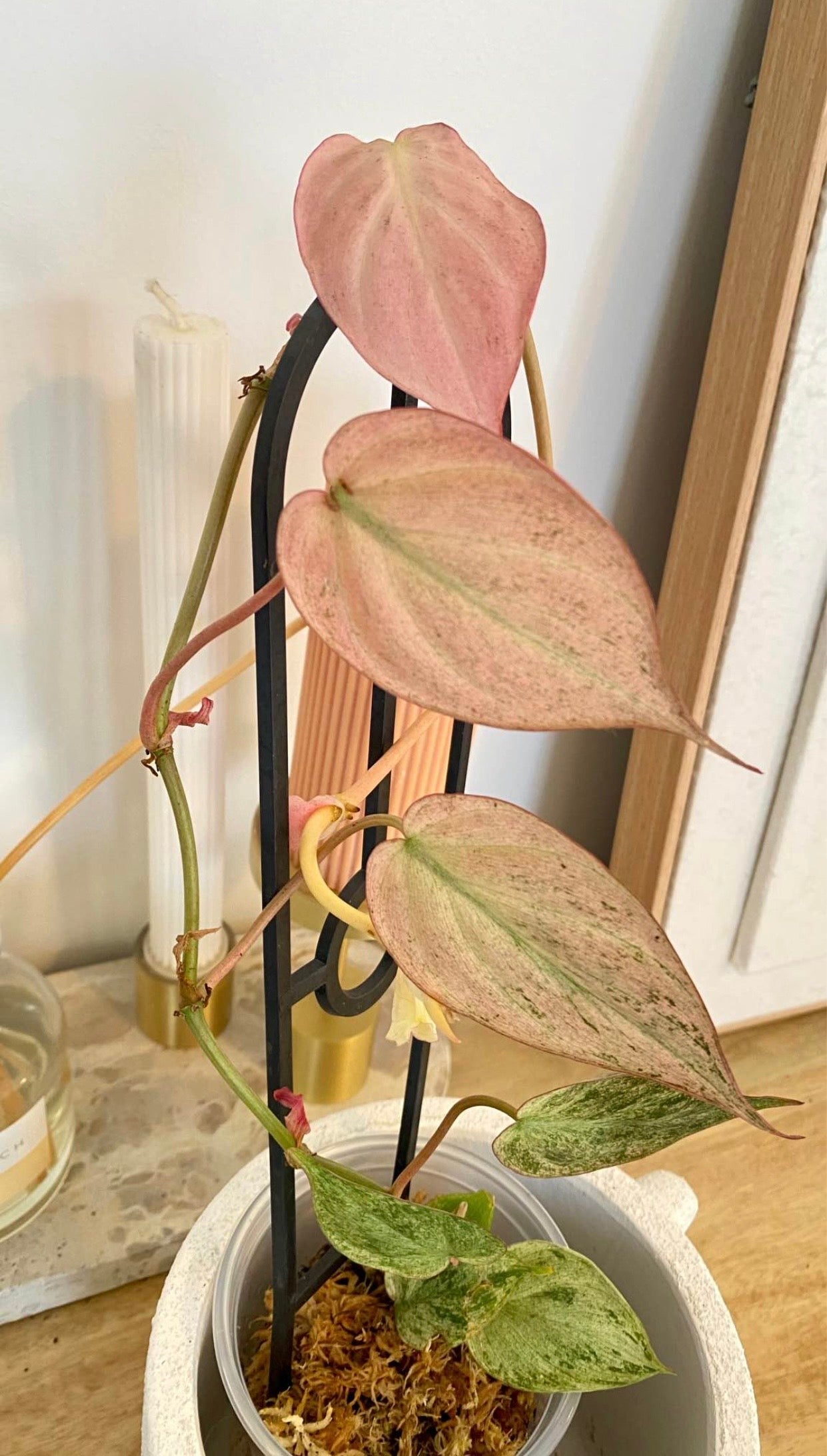 Philodendron Micans Mint Variegated