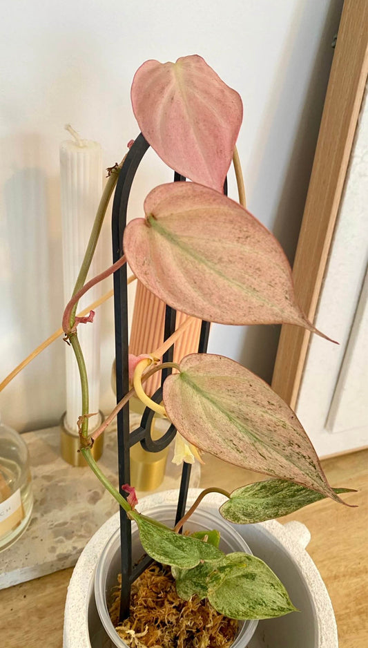 Philodendron Micans Mint Variegated