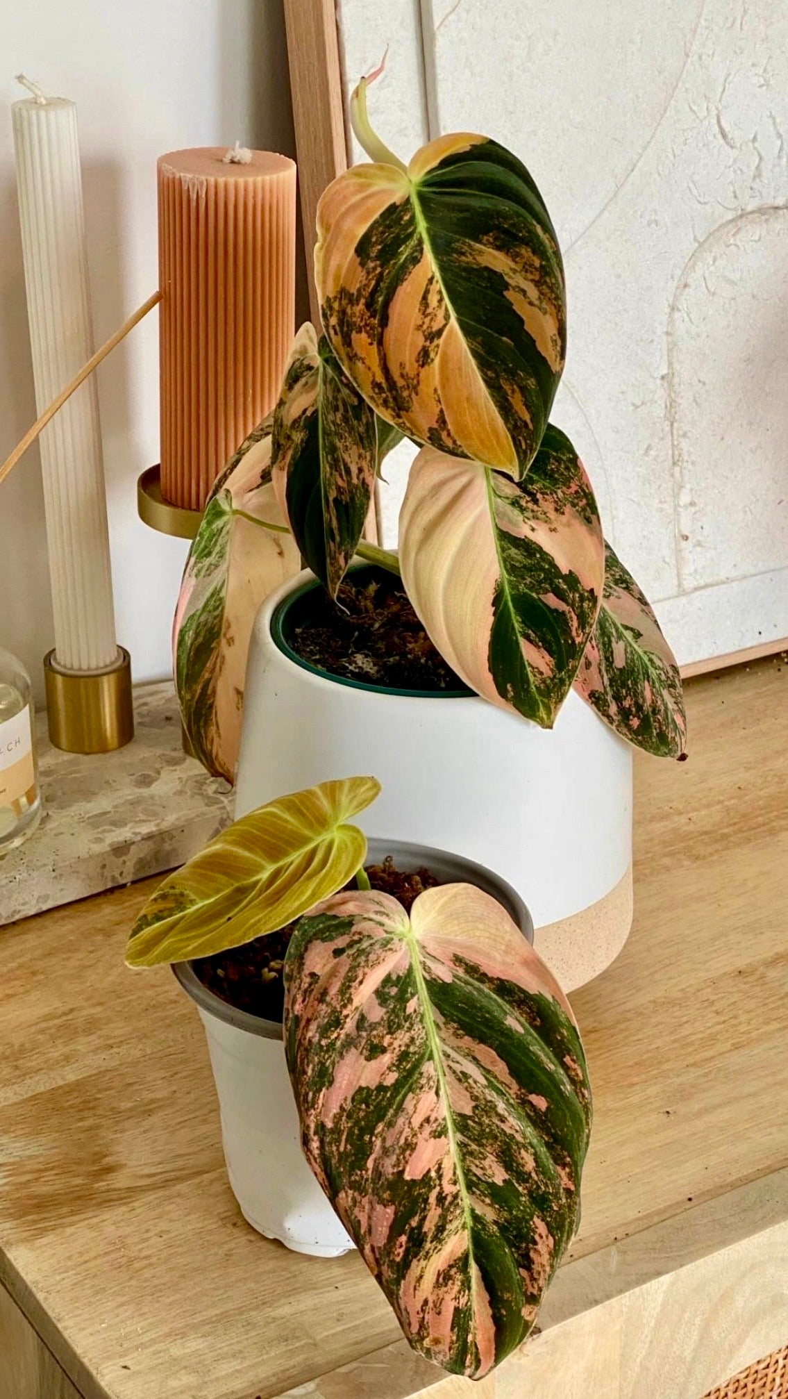 Philodendron Melanochrysum ‘Orange/ Pink Bonfire' Variegated