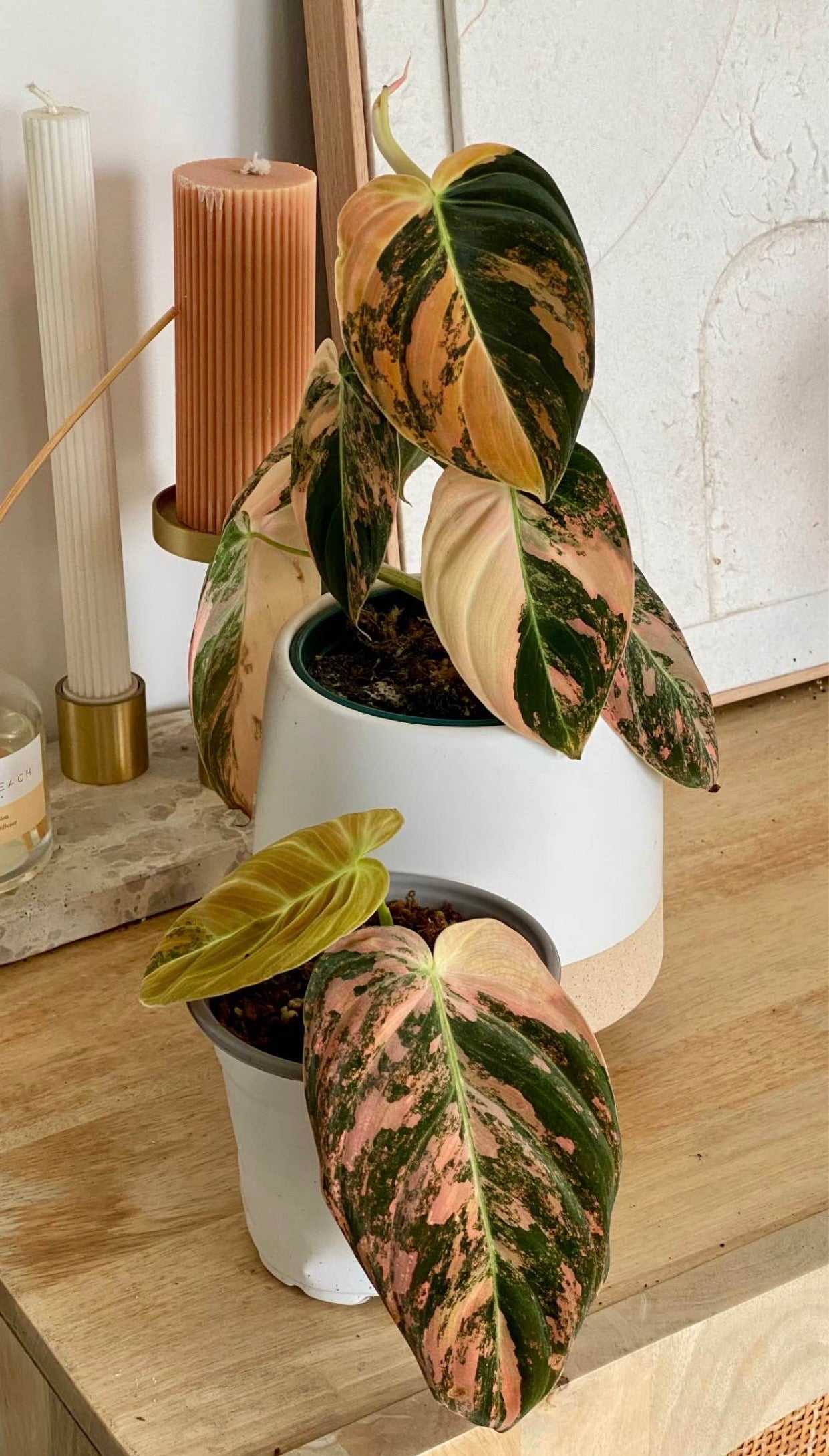 Philodendron Melanochrysum Orange/ Pink