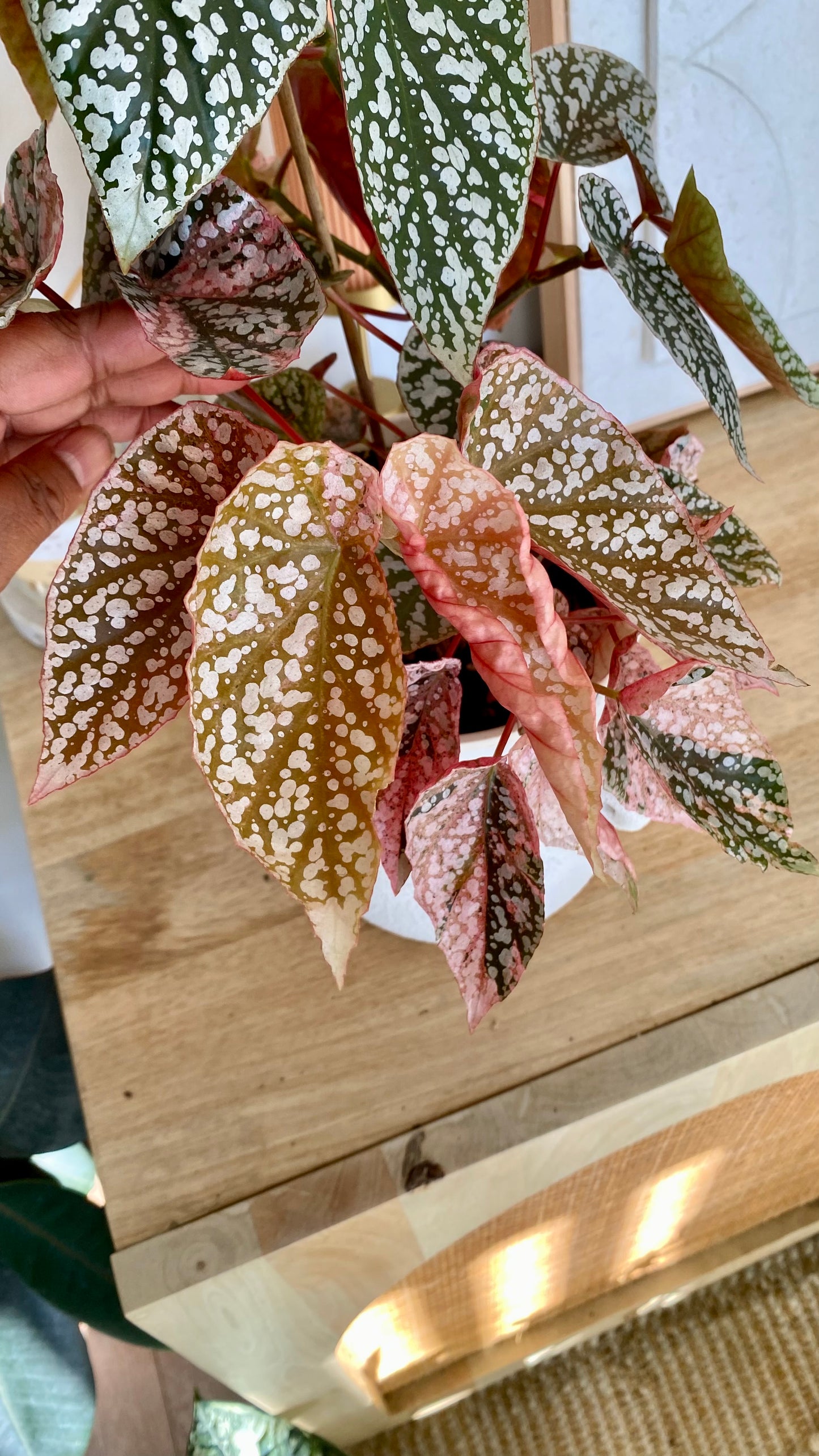 Begonia Snow Capped Variegated