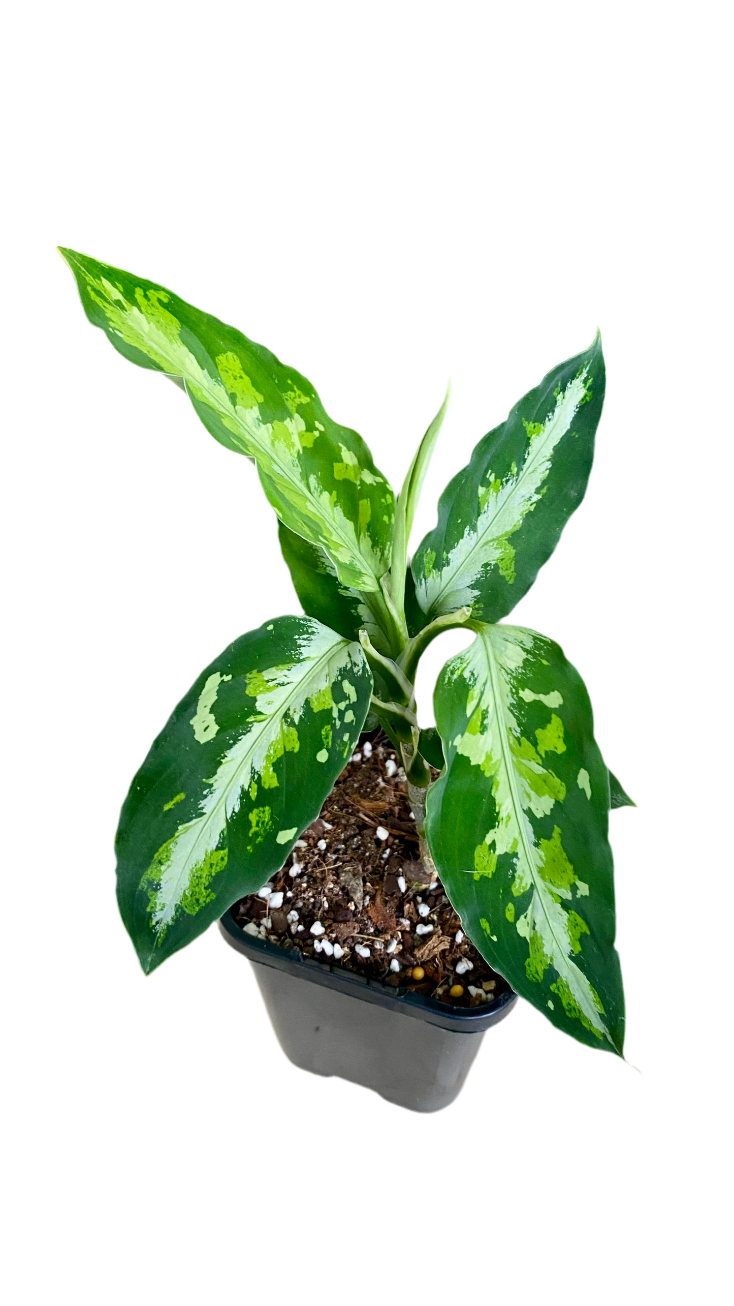 Aglaonema Pictum Tricolour