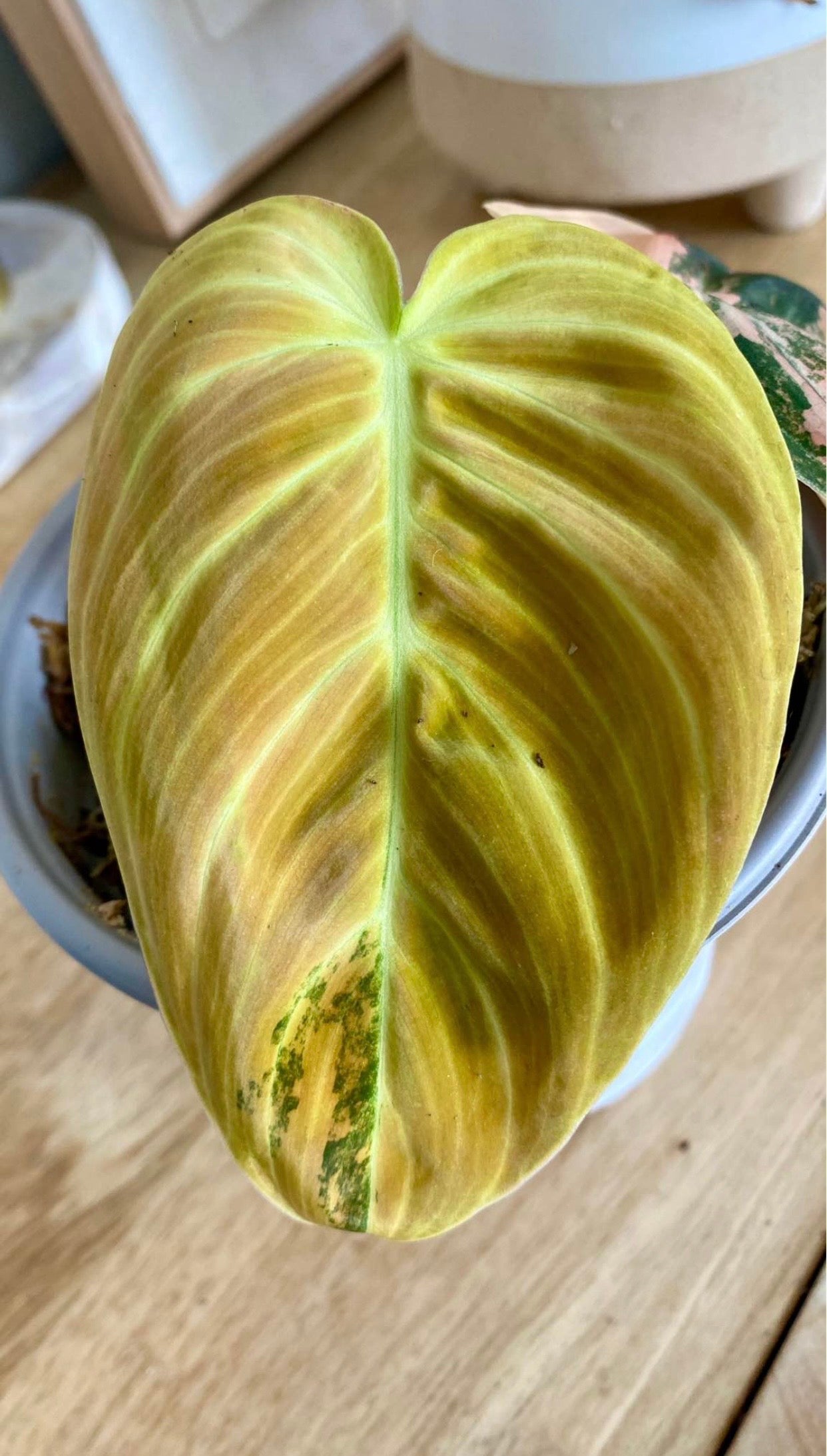 Philodendron Melanochrysum Orange/ Pink