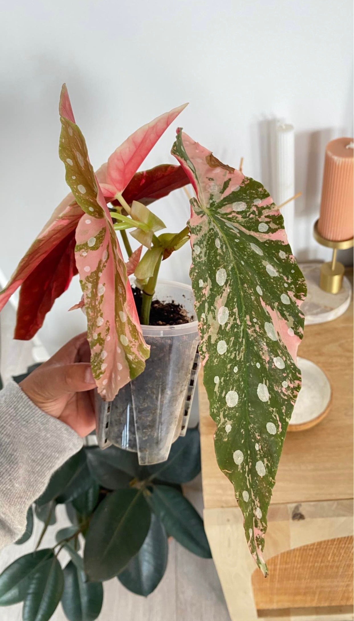Begonia Maculata variegated
