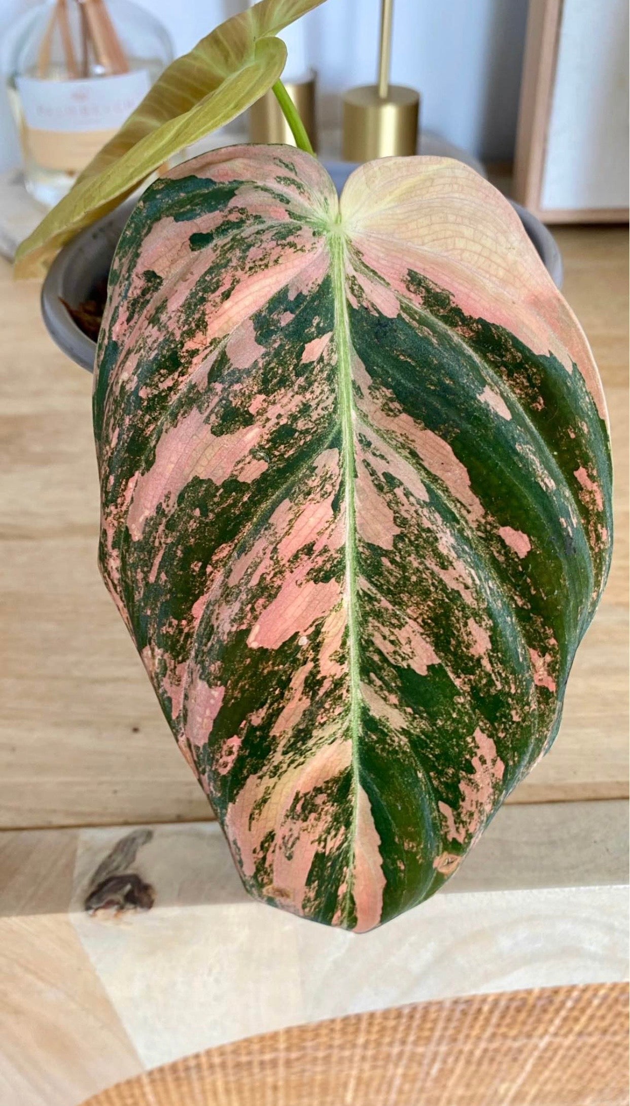 Philodendron Melanochrysum Orange/ Pink