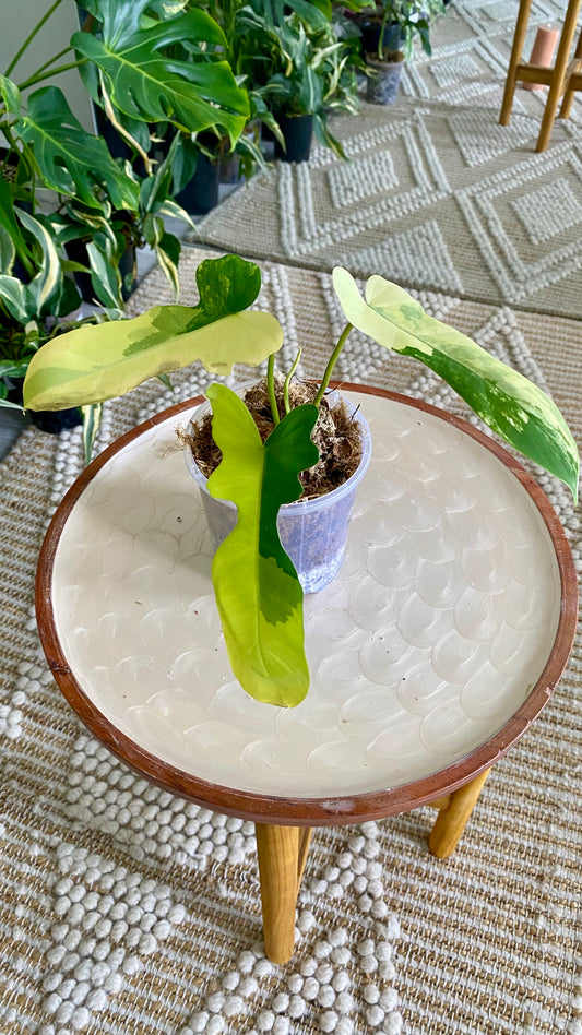 Philodendron Beauty * P. Mayoi Variegated