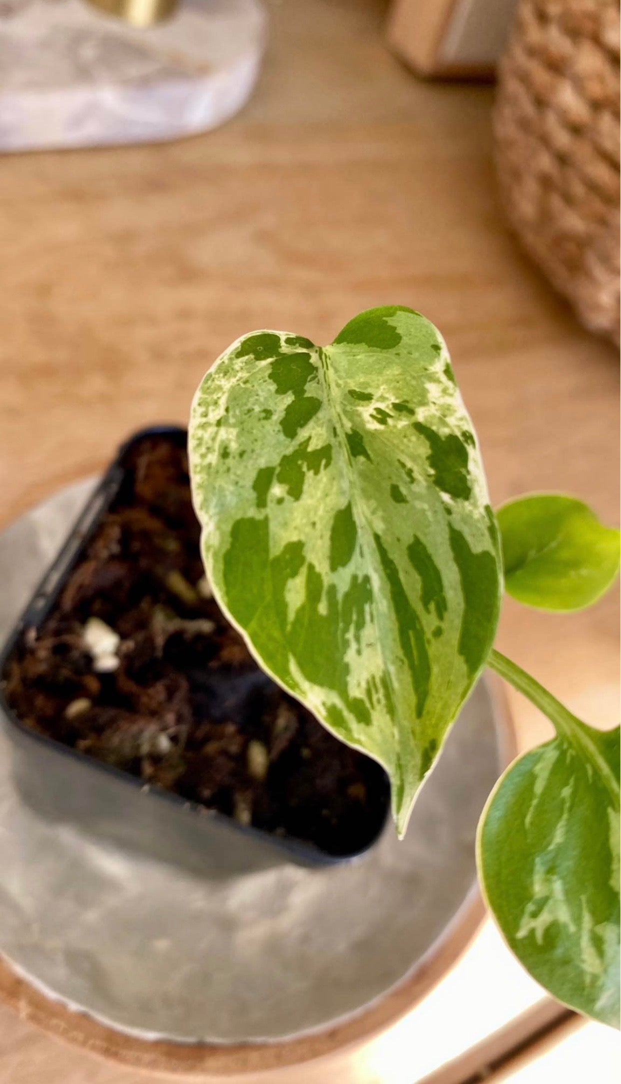 Monstera Bulbarsaur