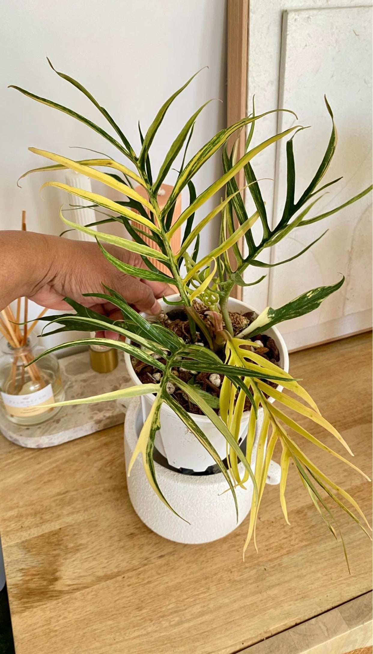 Philodendron Totum Variegated