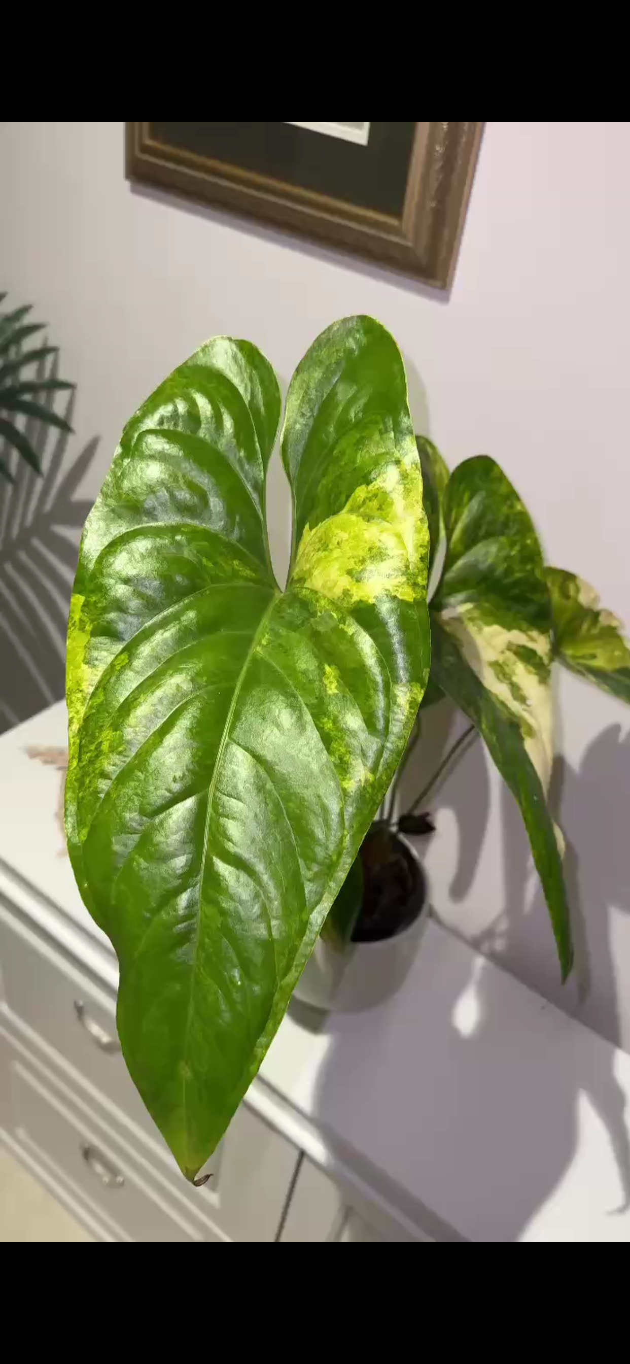 Anthurium Watermaliense Variegated