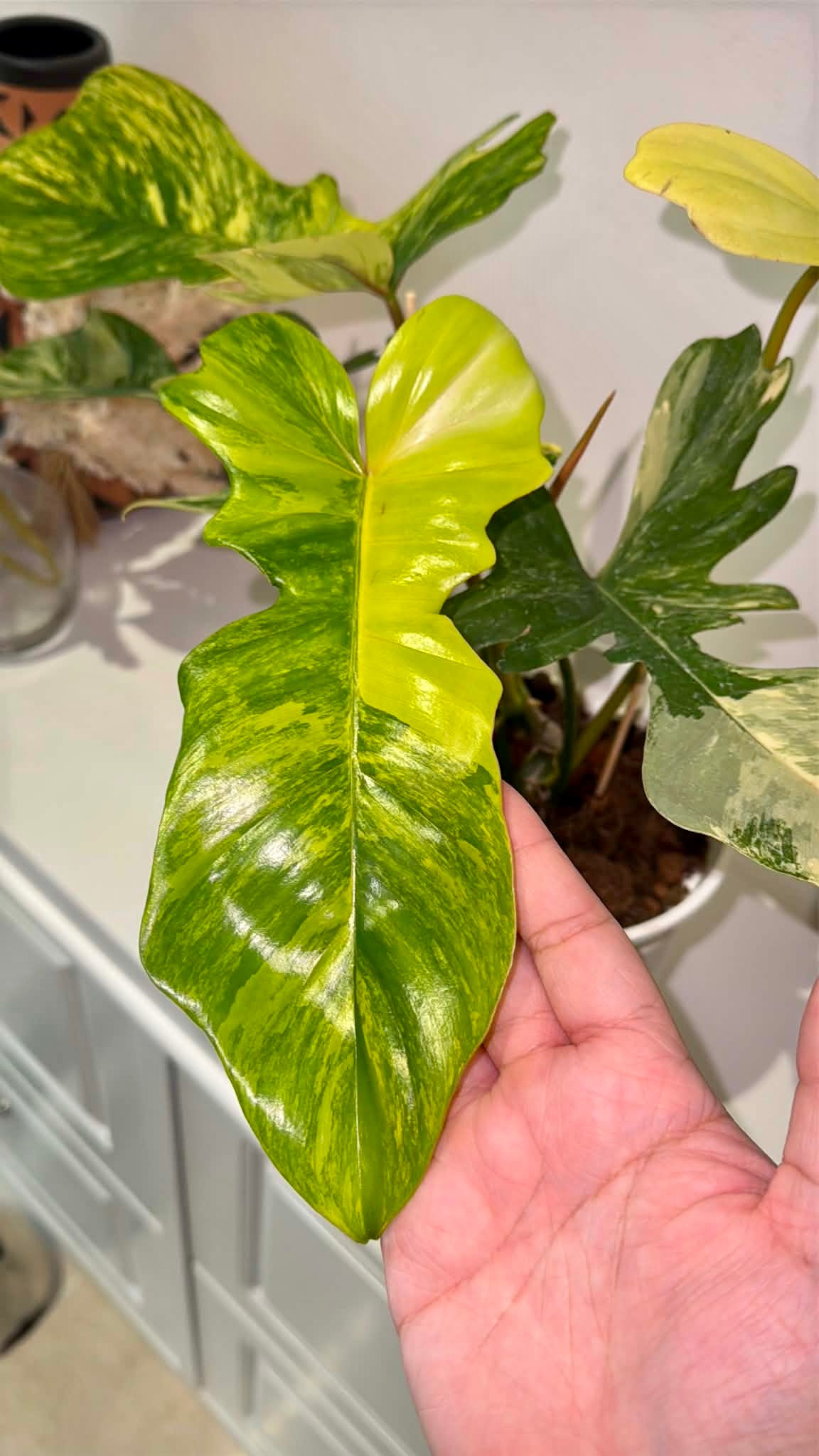 Philodendron Florida Beauty × P. Mayoi