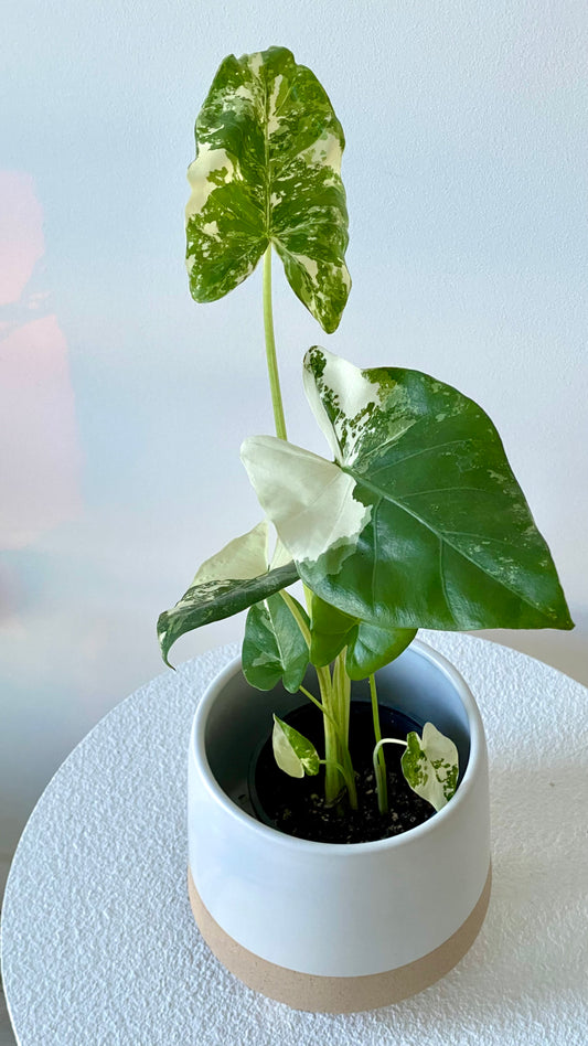Alocasia maccrorhiza