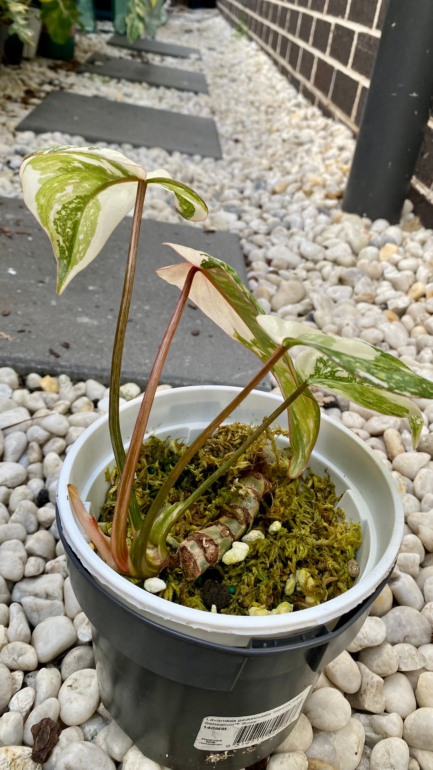 Philodendron Gloriosum Variegated
