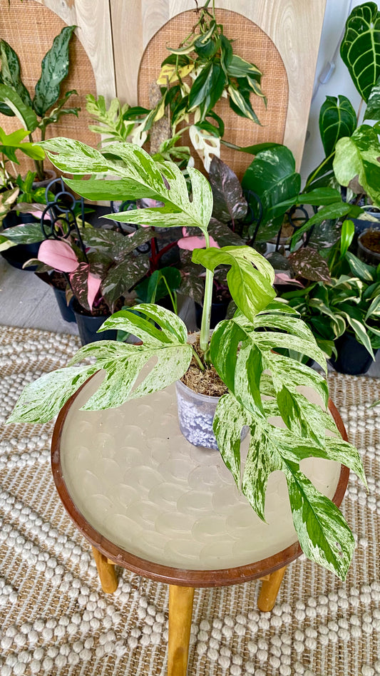 Epipremnum Pinnatum Marble Variegated