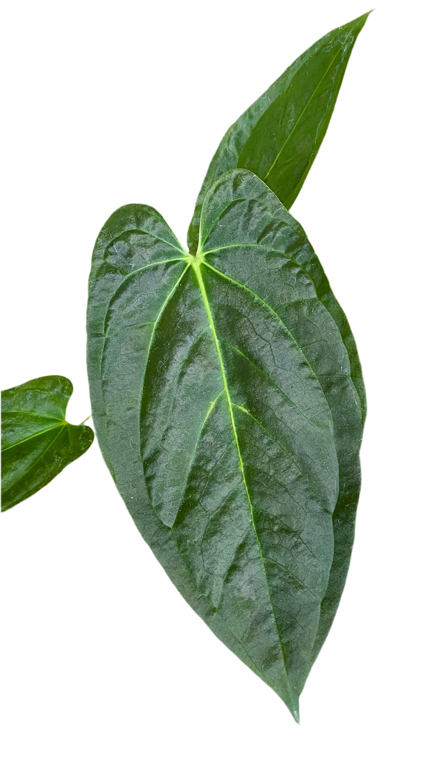 Anthurium Papillilaminum x Dressleri