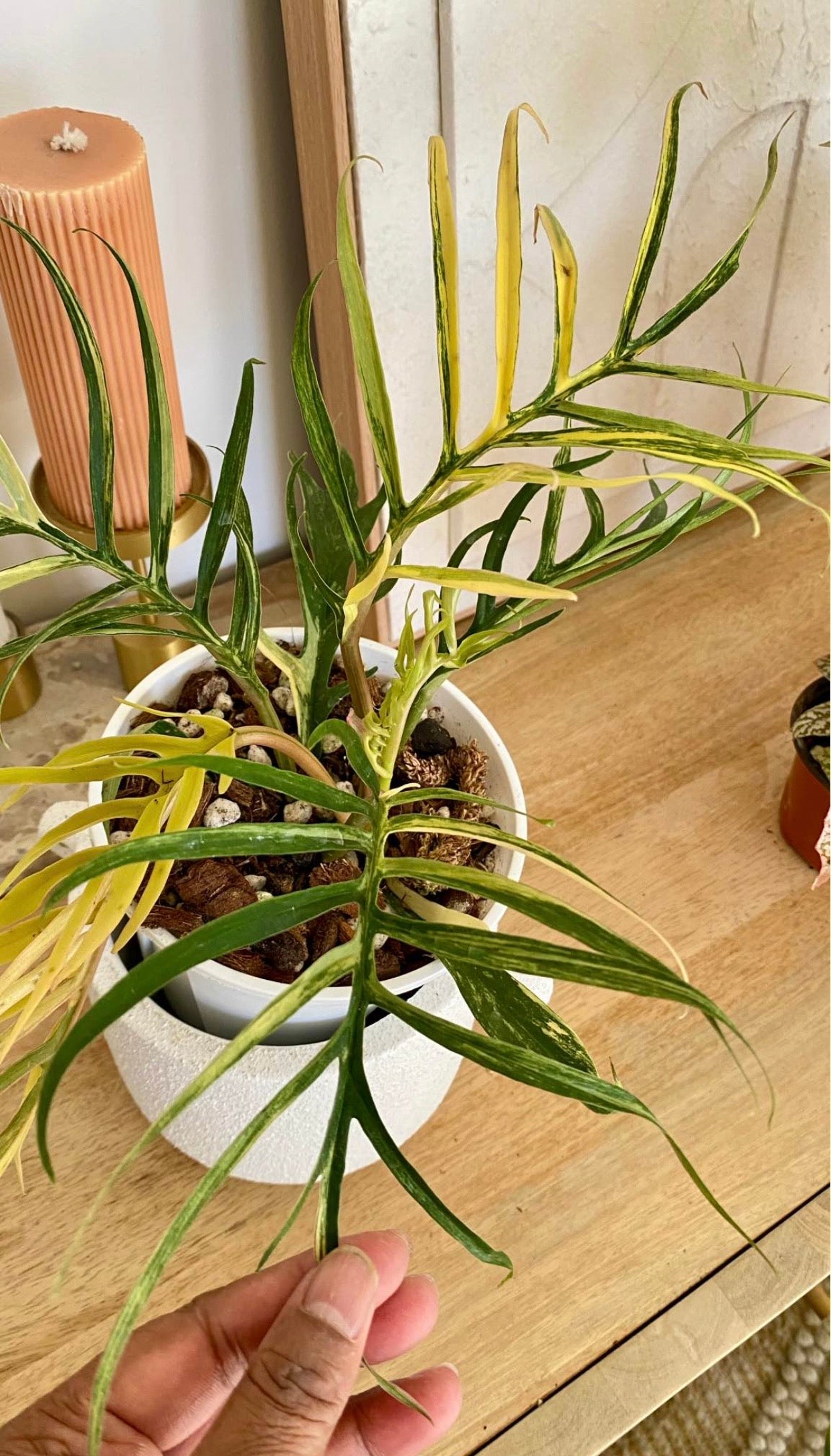 Philodendron Totum Variegated