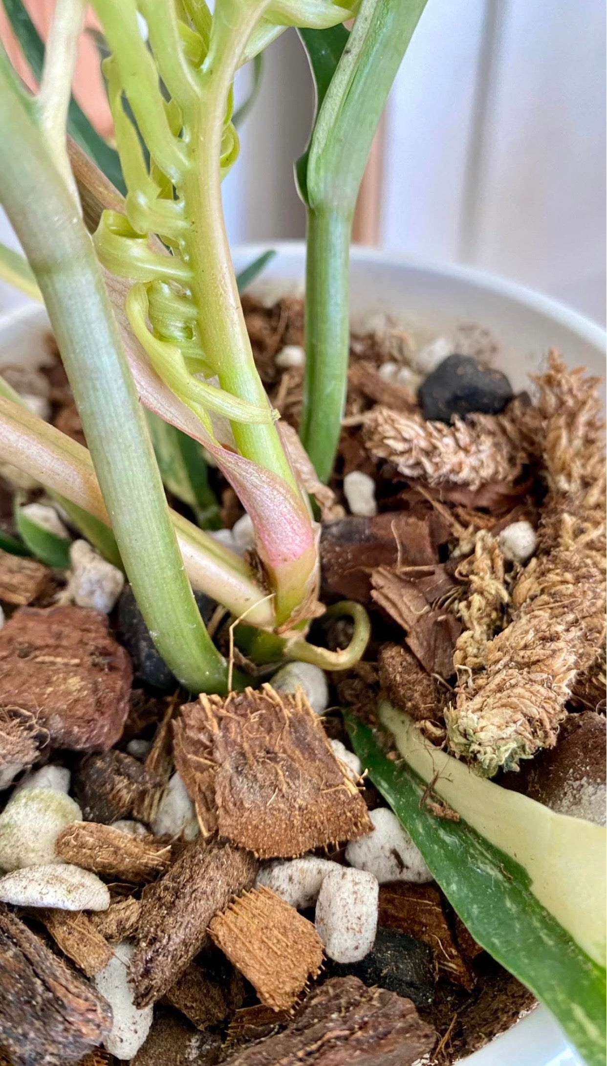 Philodendron Totum Variegated