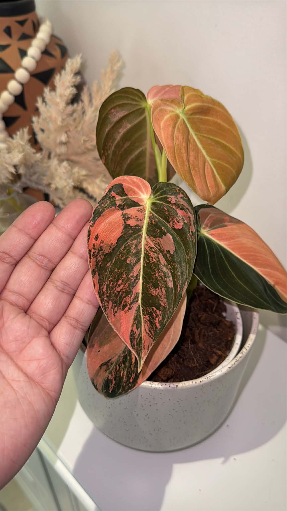 Philodendron Melanochrysum  'Orange/ Pink Bonfire' Variegated
