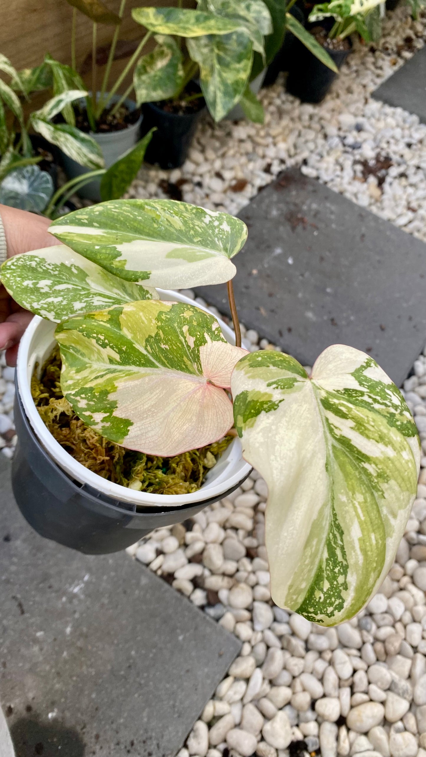 Philodendron Gloriosum Variegated