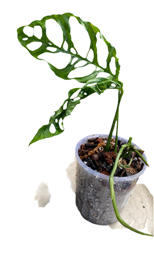 Monstera Obliqua - Peru