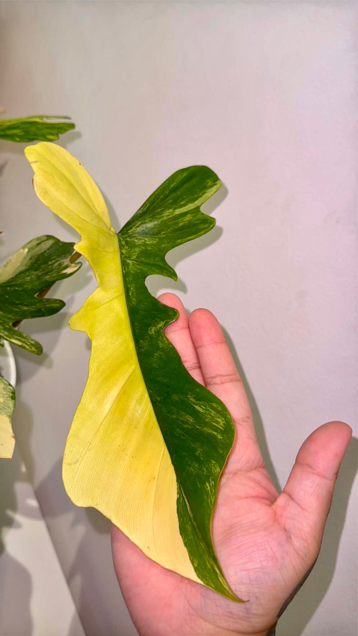 Philodendron Florida Beauty × P. Mayoi