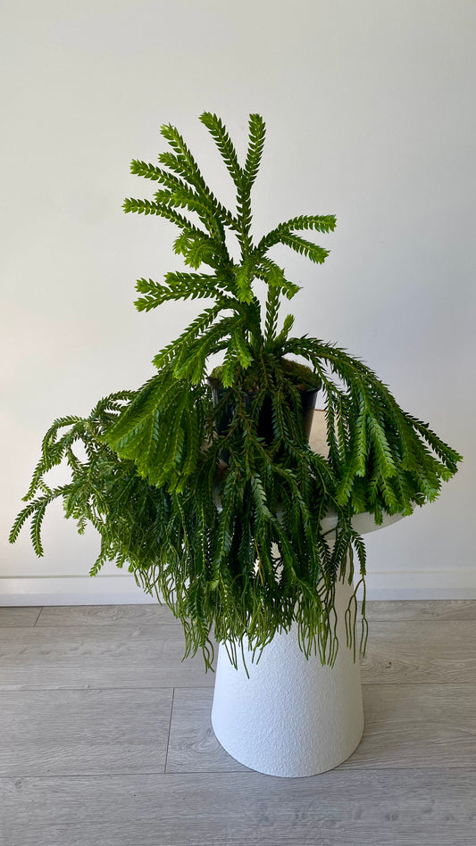Layered Tassels Ferns XXL