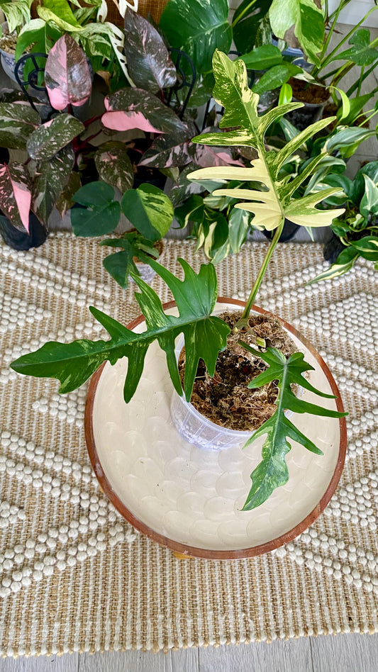 Philodendron Florida Beauty x P. Totum Variegated